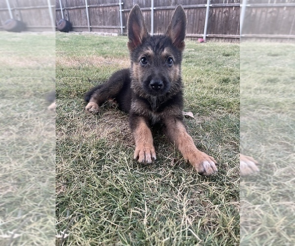 Medium Photo #1 German Shepherd Dog Puppy For Sale in ANNA, TX, USA