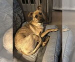 Small #3 Greyhound Mix
