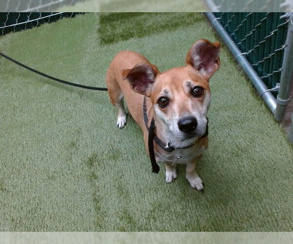 Medium Photo #1 Chihuahua-Unknown Mix Puppy For Sale in Downey, CA, USA