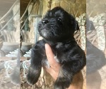 Puppy Puppy 3 Miniature Schnauzzie