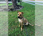 Small #3 Black Mouth Cur Mix