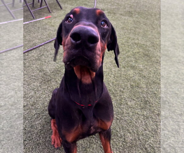 Medium Photo #1 Doberman Pinscher-Unknown Mix Puppy For Sale in Dana Point, CA, USA
