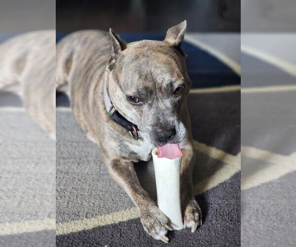 Medium Photo #36 American Pit Bull Terrier-American Staffordshire Terrier Mix Puppy For Sale in Wenonah, NJ, USA