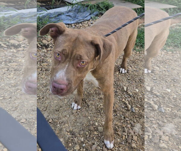 Medium Photo #2 Mutt Puppy For Sale in Jackson, MS, USA