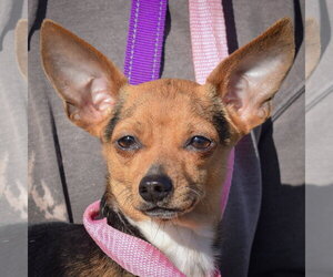 Chipin Dogs for adoption in Huntley, IL, USA