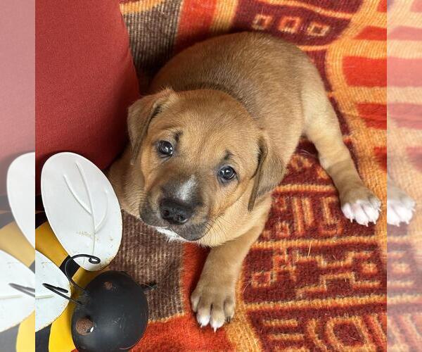 Medium Photo #4 Labrador Retriever-Unknown Mix Puppy For Sale in San Diego, CA, USA