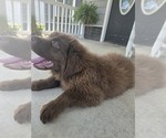 Small #8 Newfoundland