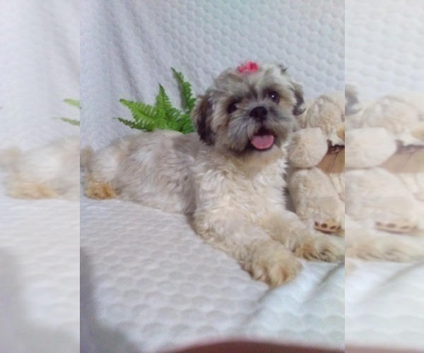 Medium Photo #1 Shih Tzu Puppy For Sale in SUGARCREEK, OH, USA