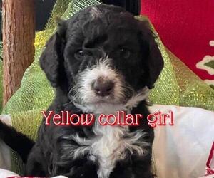 Bernedoodle-Miniature Bernedoodle Mix Puppy for sale in PADUCAH, KY, USA