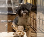 Small #2 Shih Tzu Mix