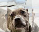 Small American Pit Bull Terrier-Catahoula Leopard Dog Mix