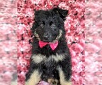 Small Photo #1 German Shepherd Dog Puppy For Sale in QUARRYVILLE, PA, USA