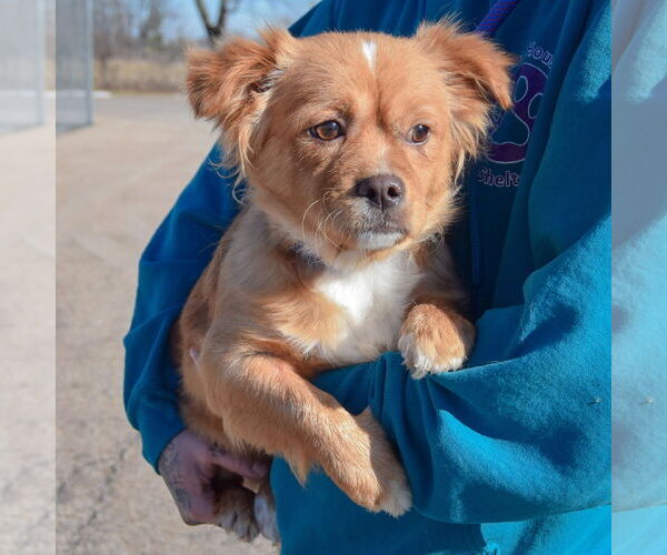 Medium Photo #3 Chiweenie Puppy For Sale in Huntley, IL, USA