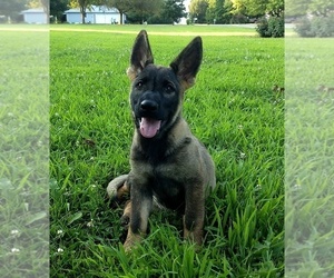 German Shepherd Dog Puppy for sale in AVA, MO, USA