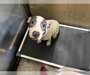 Medium American Pit Bull Terrier