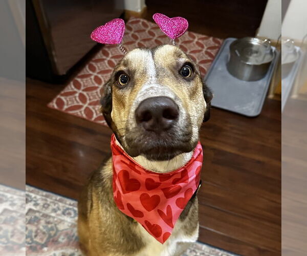 Medium Photo #4 German Shepherd Dog-Great Dane Mix Puppy For Sale in Fargo, ND, USA