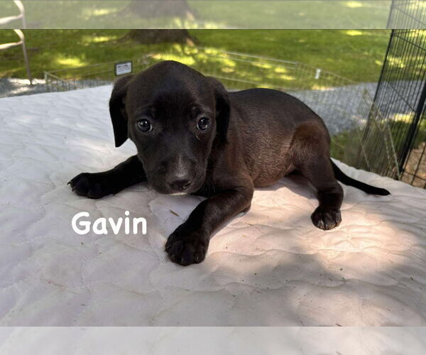 Medium Photo #2 Airedale Terrier-Unknown Mix Puppy For Sale in Rustburg, VA, USA
