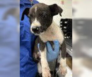 American Pit Bull Terrier Dogs for adoption in San Bernardino, CA, USA