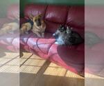 Small Photo #24 German Shepherd Dog Puppy For Sale in LA FAYETTE, NY, USA