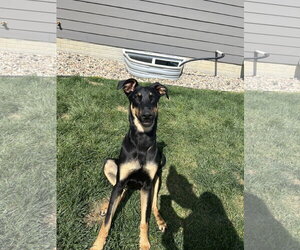 Doberman Pinscher-Unknown Mix Dogs for adoption in Minneaoplis, MN, USA