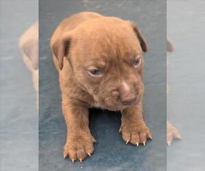 Mutt Dogs for adoption in Mobile, AL, USA