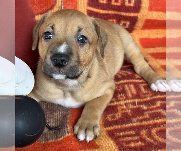 Medium Photo #1 Labrador Retriever-Unknown Mix Puppy For Sale in San Diego, CA, USA