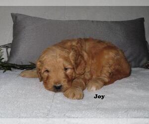 Goldendoodle (Miniature) Puppy for sale in GREENBANK, PA, USA