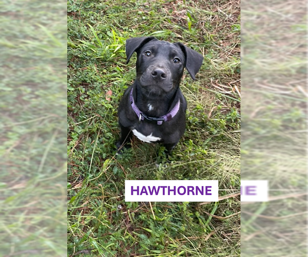Medium Photo #1 Mutt Puppy For Sale in  Gainesville, FL, USA