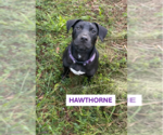 Hawthorne - Male Mutt Dog for Adoption - Small photo