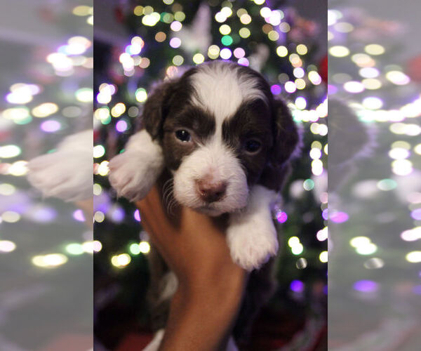 Medium Photo #2 Poovanese Puppy For Sale in LOUISVILLE, KY, USA