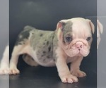 Puppy Sara Bulldog