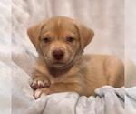 Small #12 Labrador Retriever Mix