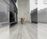 Small #3 Golden Retriever