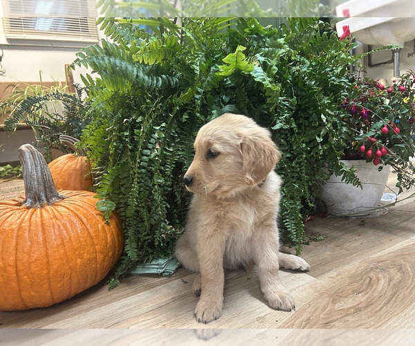 Medium Photo #7 Golden Retriever Puppy For Sale in LEAF RIVER, IL, USA