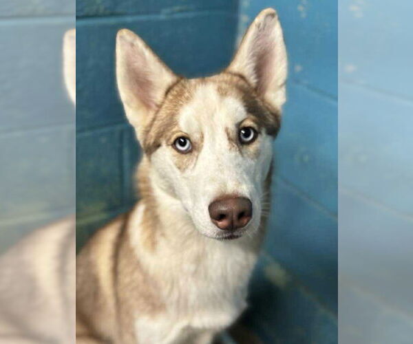 Medium Photo #1 Siberian Husky Puppy For Sale in Matawan, NJ, USA