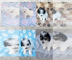 Poodle (Miniature) Puppy for Sale in DUNNVILLE, Kentucky USA