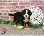 Small #8 Bernese Mountain Dog
