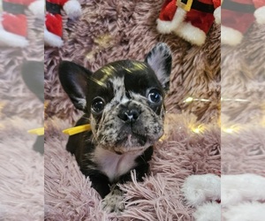 French Bulldog Puppy for sale in WESTFIELD, PA, USA