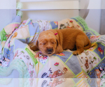 Small Photo #3 Golden Retriever Puppy For Sale in UNIONVILLE, TN, USA