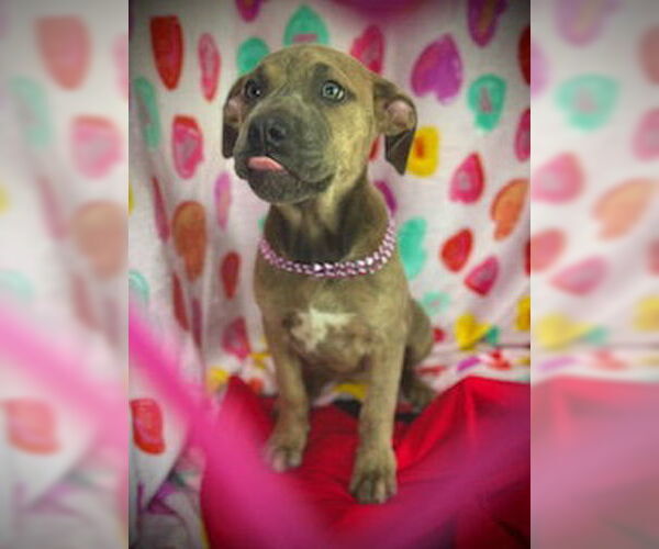 Medium Photo #5 Black Mouth Cur-Catahoula Leopard Dog Mix Puppy For Sale in Pleasanton, TX, USA