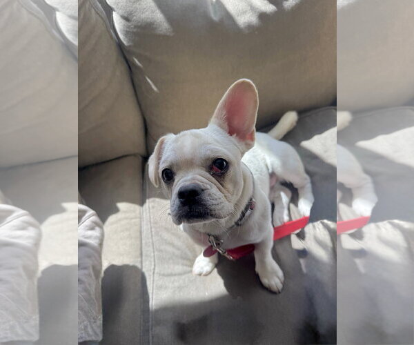 Medium Photo #2 Frenchie Pug Puppy For Sale in St. Louis Park, MN, USA