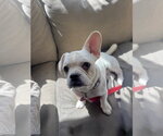 Small #1 Frenchie Pug