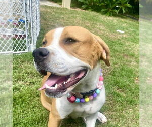 Millie - Female American Staffordshire Terrier-Boxer Mix Dog for Adoption - Photo #7
