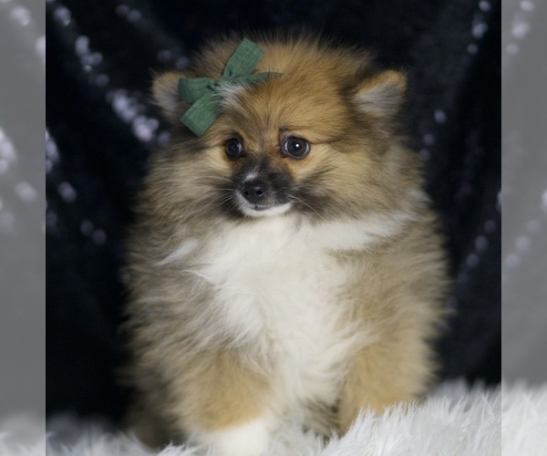 Medium Photo #60 Pomeranian Puppy For Sale in WARSAW, IN, USA