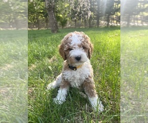 Cavapoo-Poodle (Miniature) Mix Puppy for sale in DURHAM, CT, USA