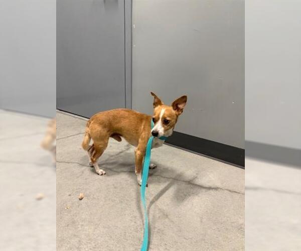 Medium Photo #1 Chihuahua Puppy For Sale in San Martin, CA, USA