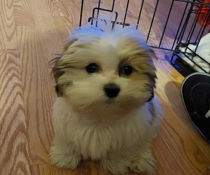 Mal-Shi Puppy for sale in HENDERSON, NV, USA