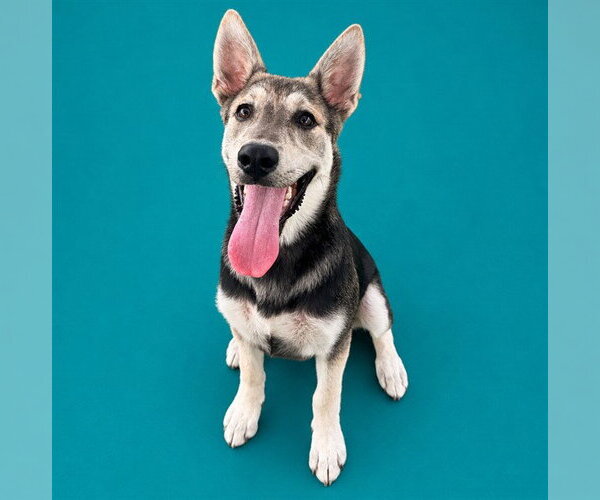 Medium Photo #1 German Shepherd Dog-Unknown Mix Puppy For Sale in Pearland, TX, USA