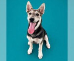 Small German Shepherd Dog Mix