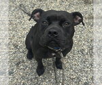 Small #1 American Pit Bull Terrier Mix